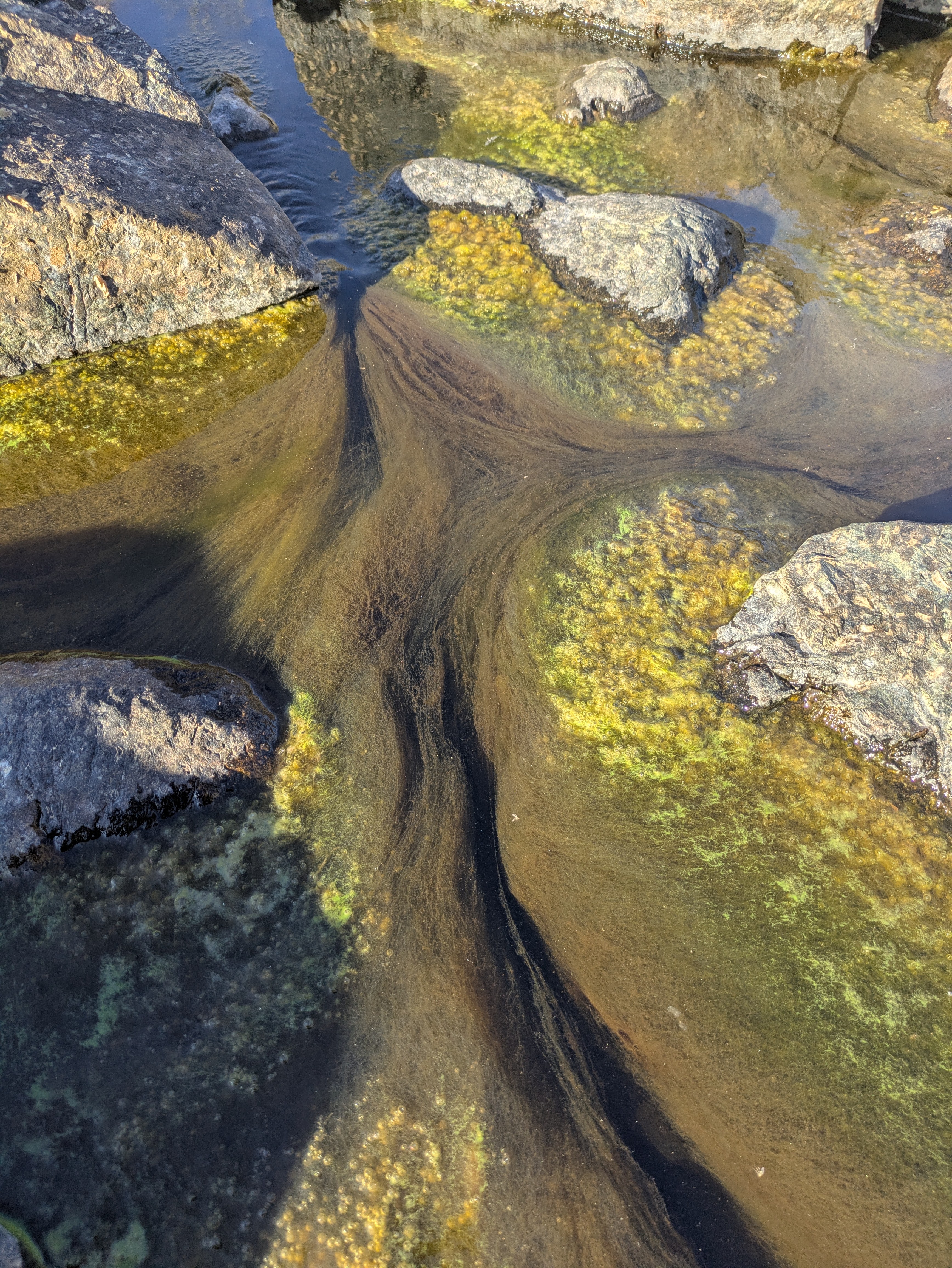 Algae in water